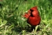 A feeding male Cardinal